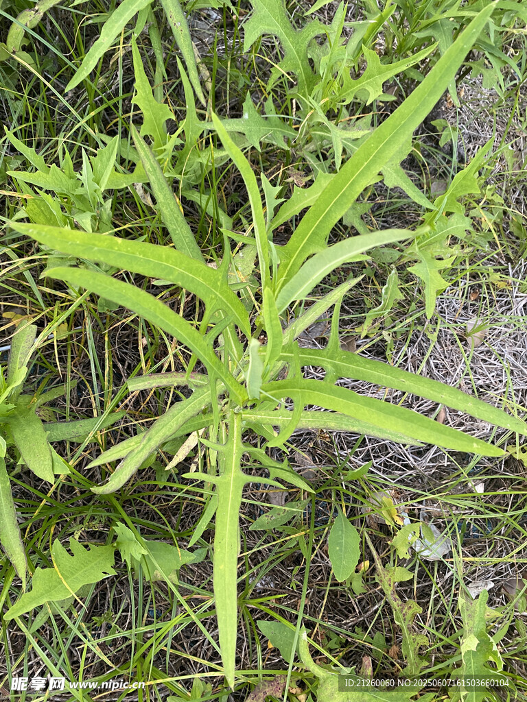 翅果菊 