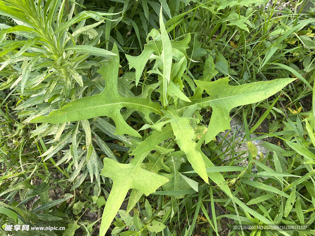 翅果菊
