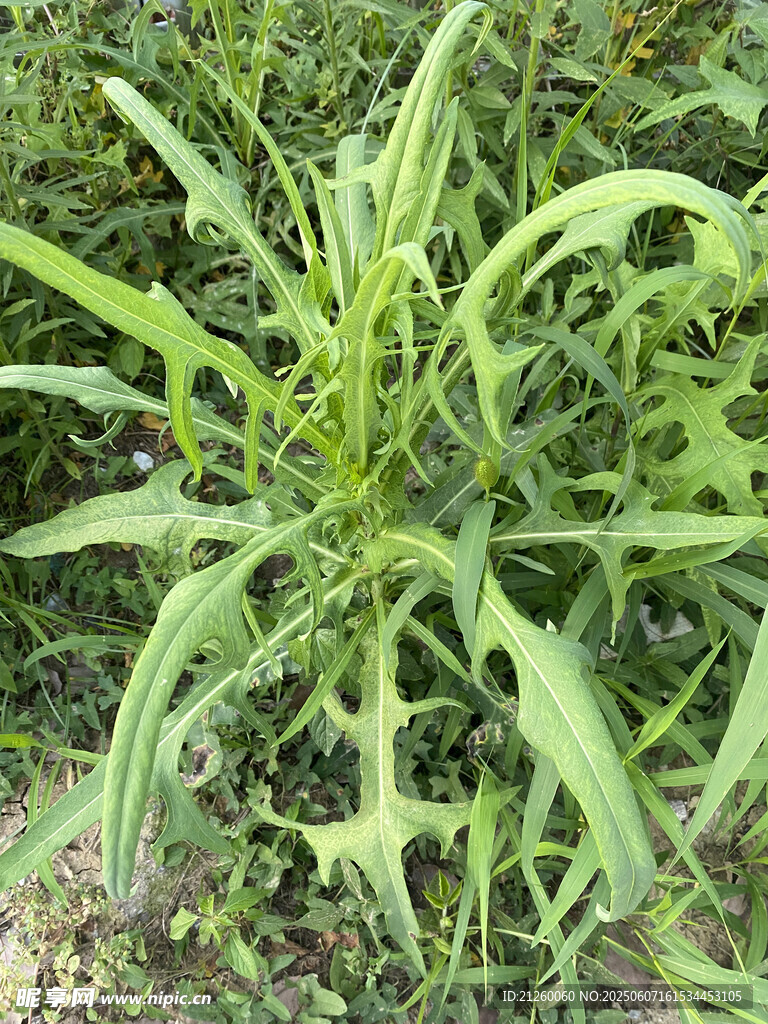 翅果菊 