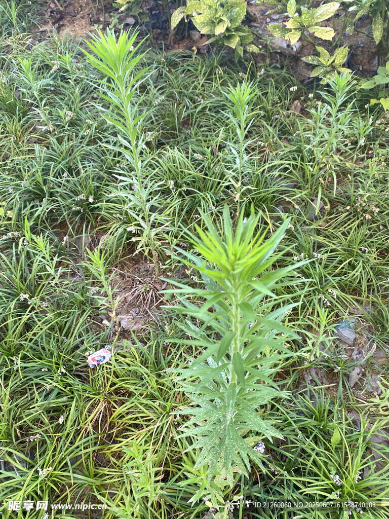 飞蓬草