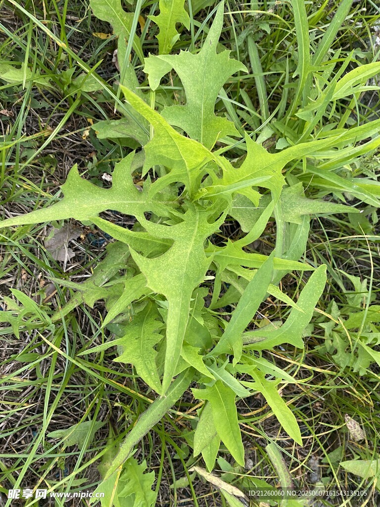 苦苣菜
