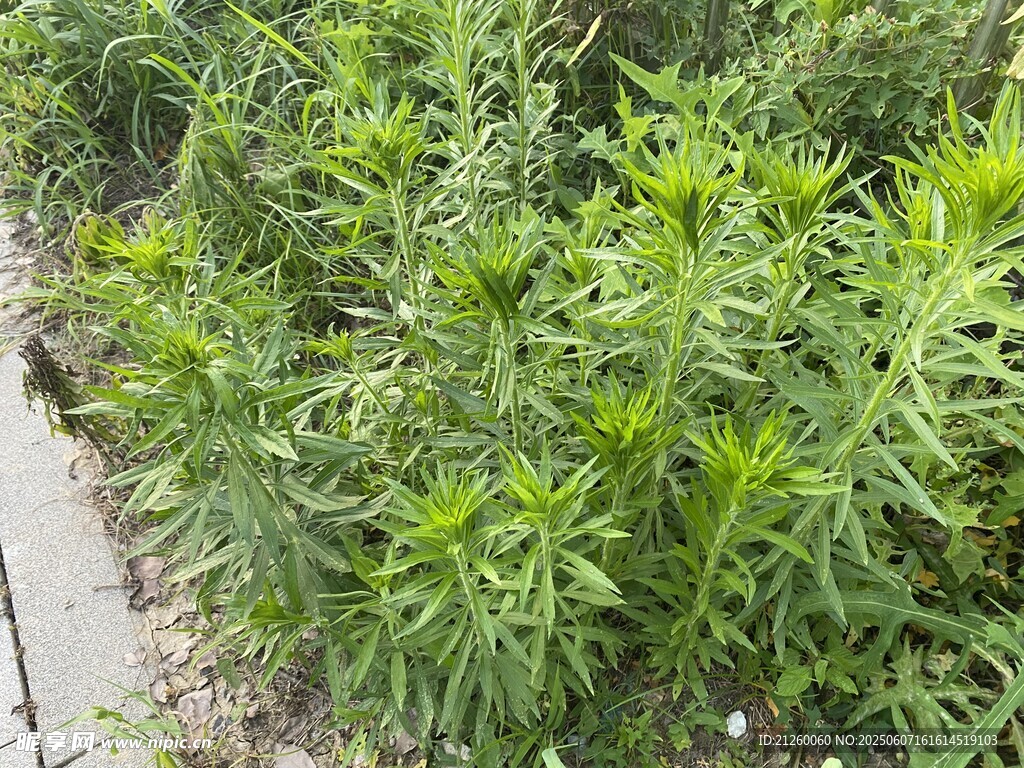 小蓬草