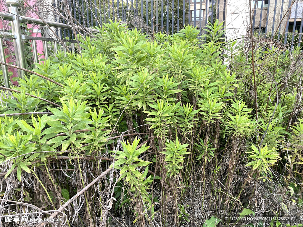 加拿大一枝黄花