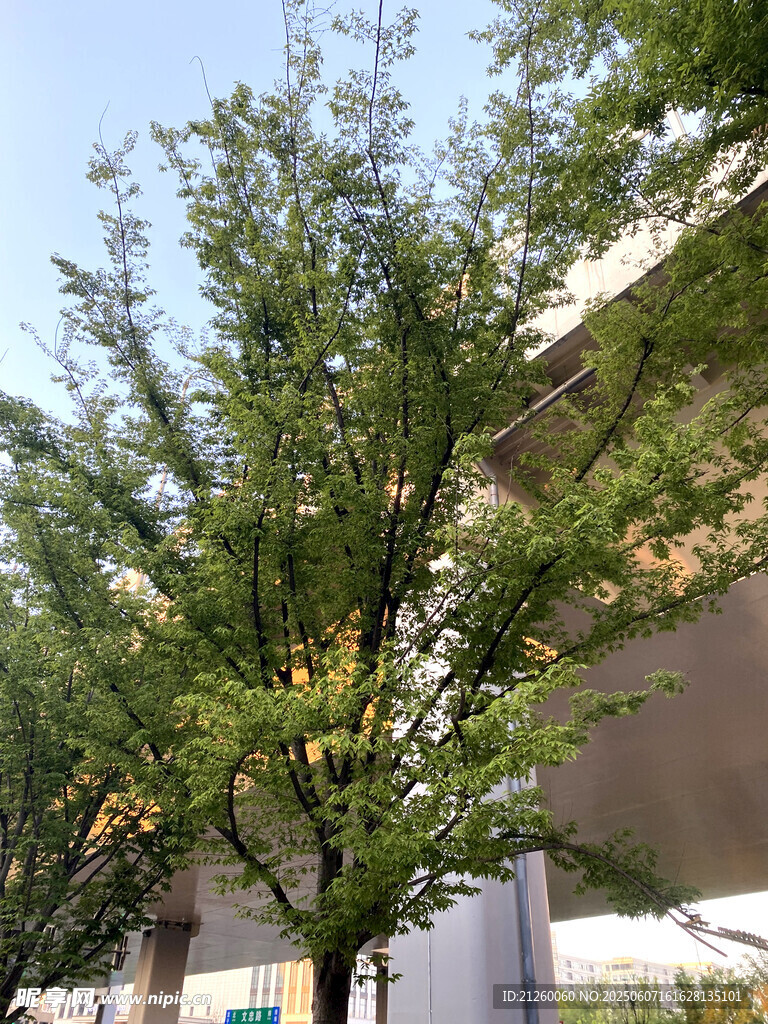 杉树