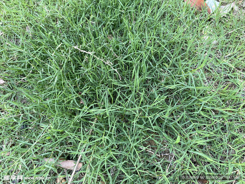 狗牙根