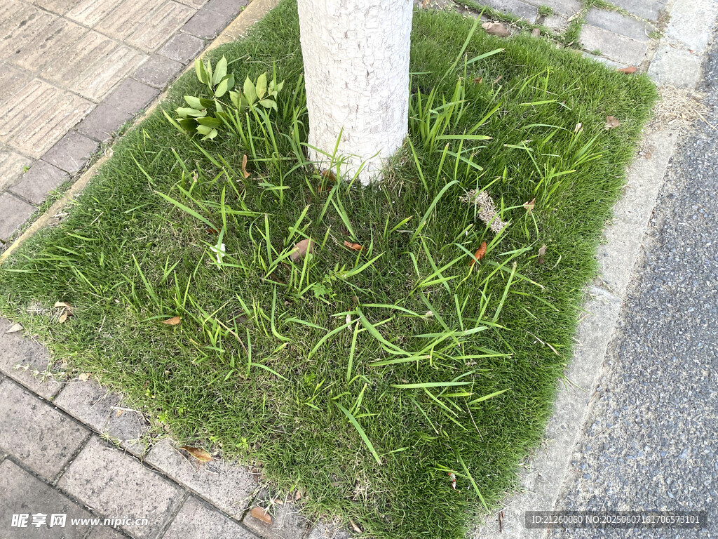 树旁草地绿意盎然