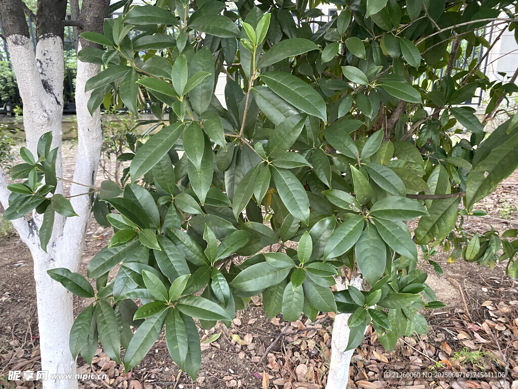 桂花树