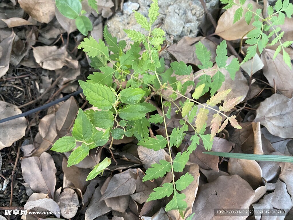 嫩绿植物生长于枯叶间