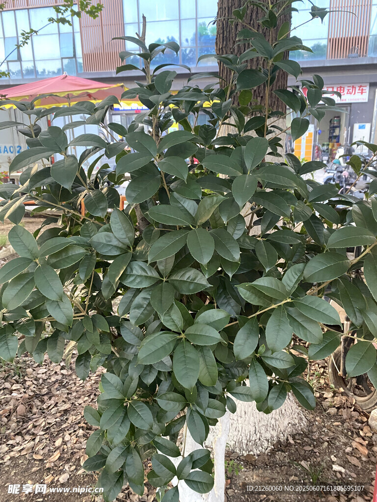 桂花树