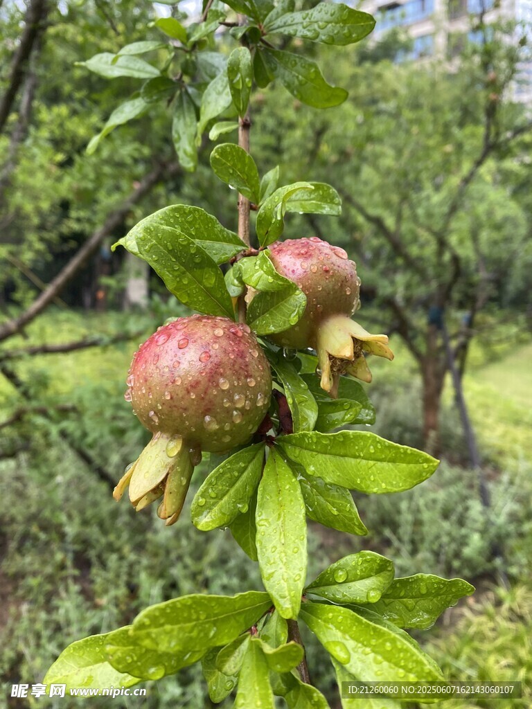 石榴果