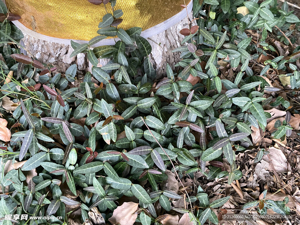 络石