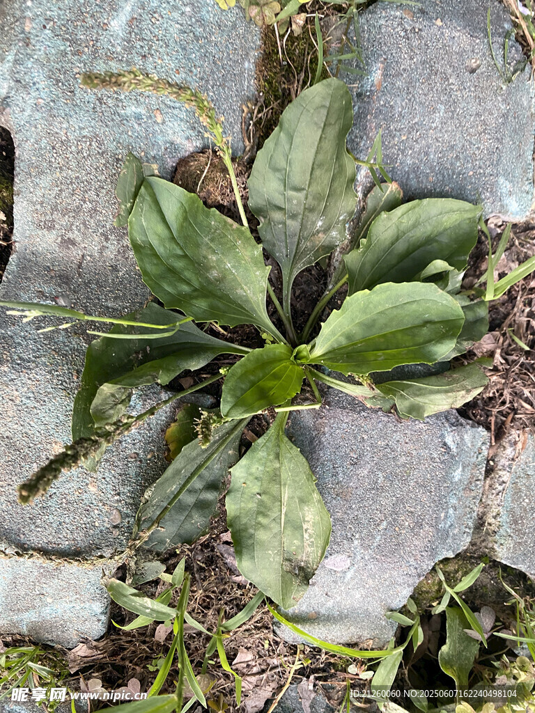 车前草
