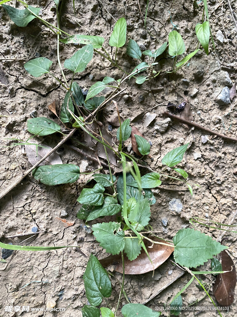 地面生长的嫩绿小植物