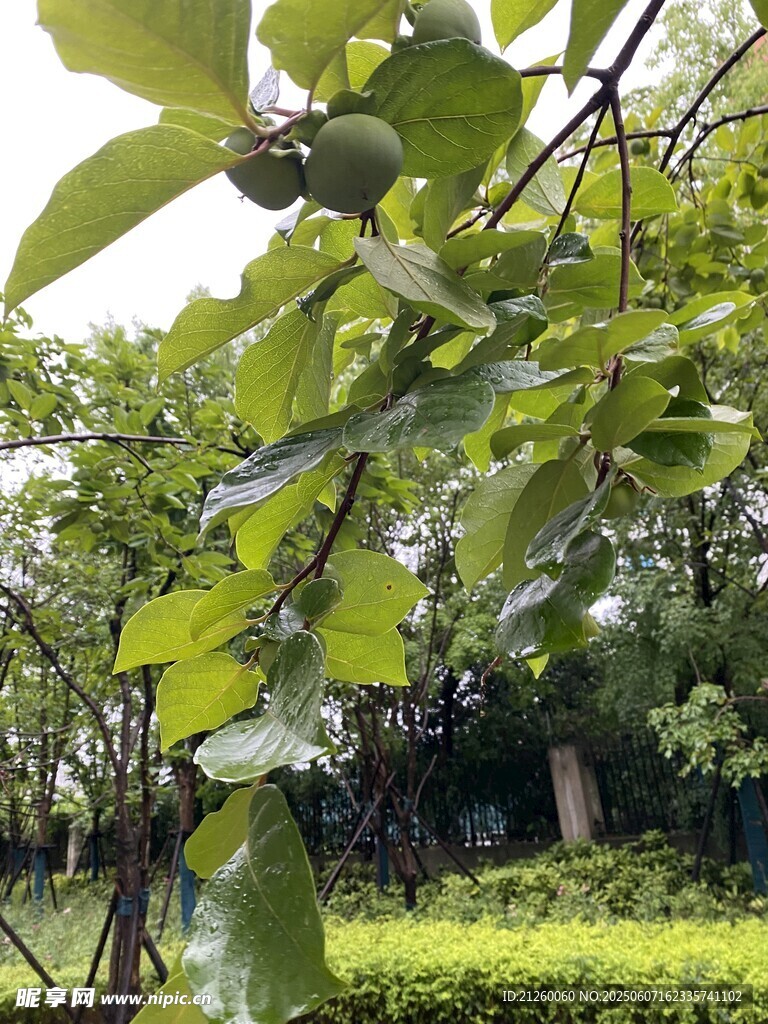 青柿