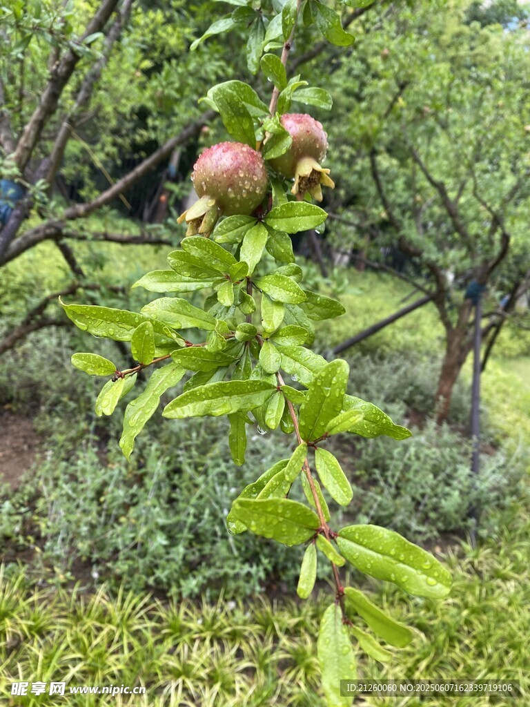 枝头的红石榴