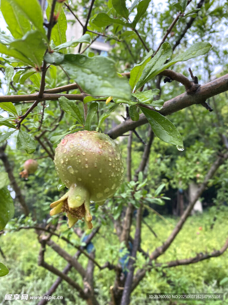 枝石榴