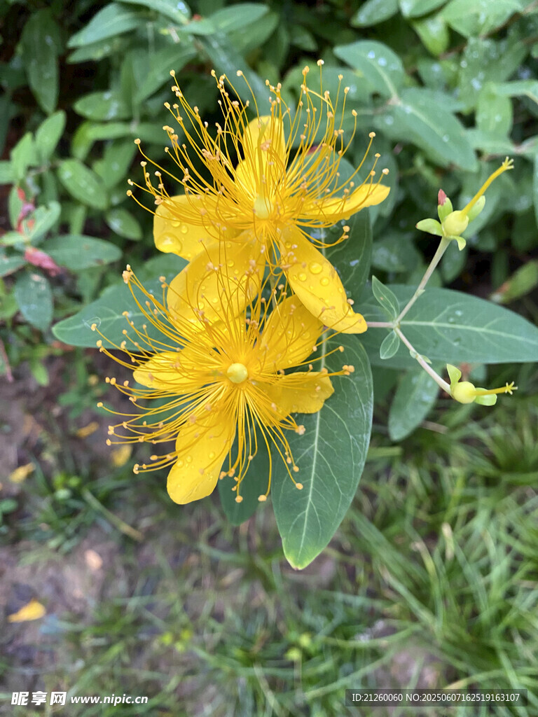 金丝桃花