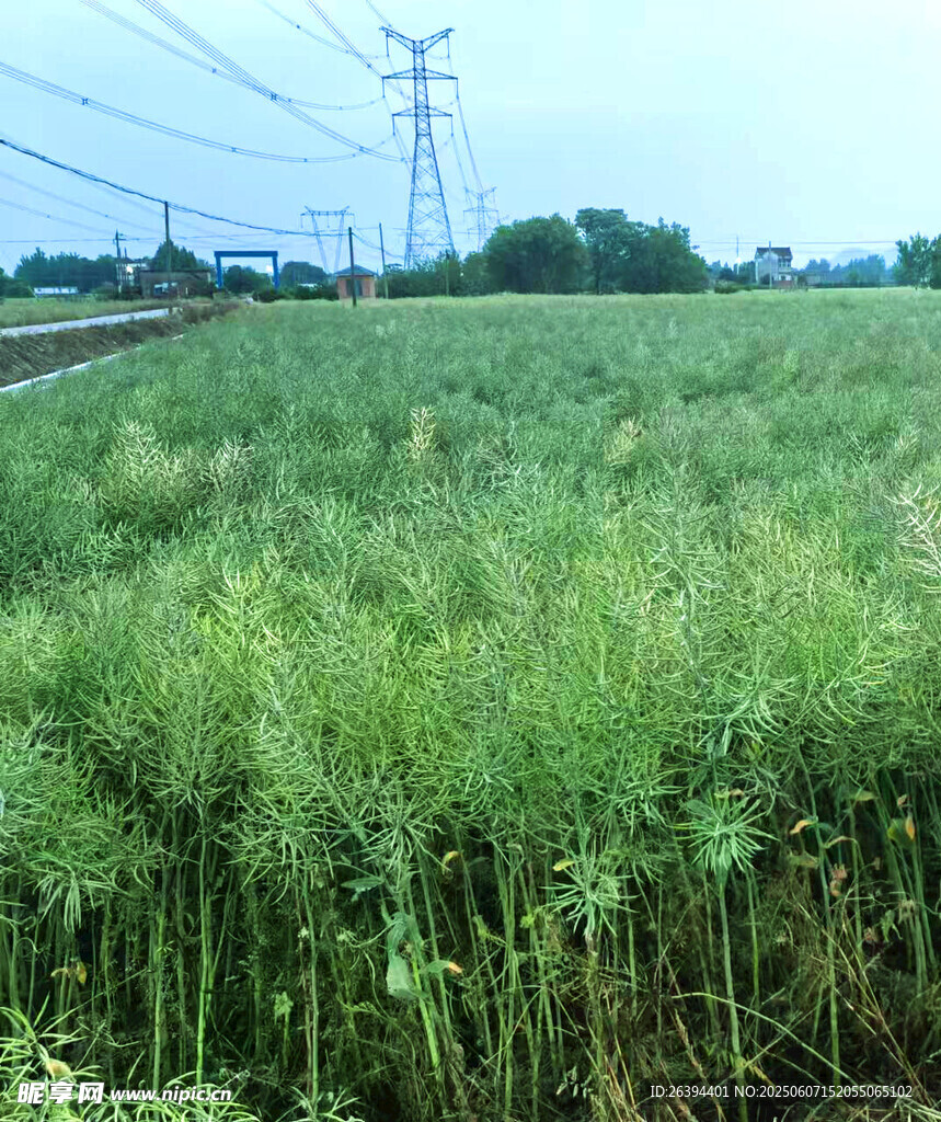 油菜