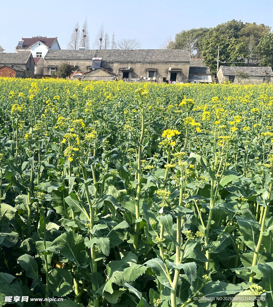 油菜花