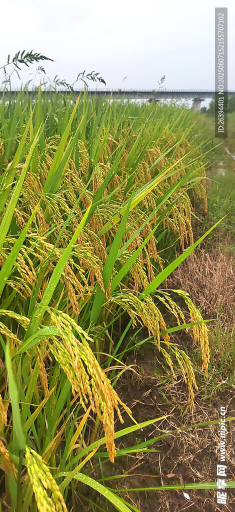 水稻