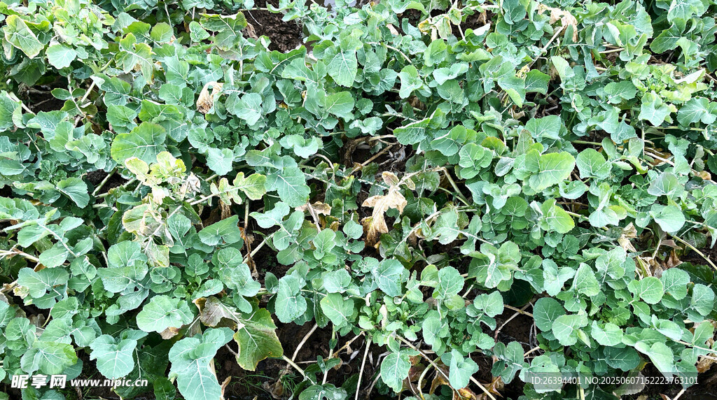 油菜