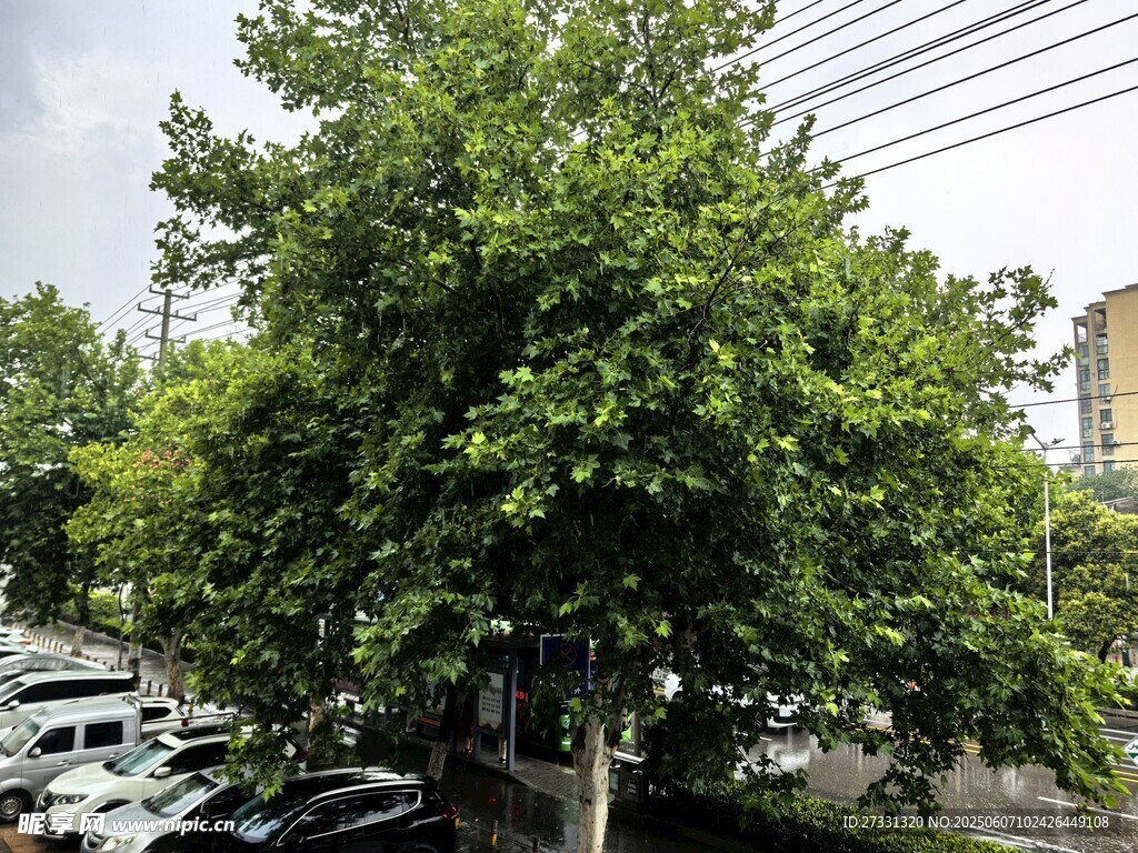 路边繁茂绿树与停放车辆