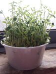 盆栽绿植生机盎然