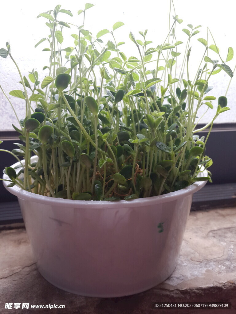 盆栽绿植生机盎然