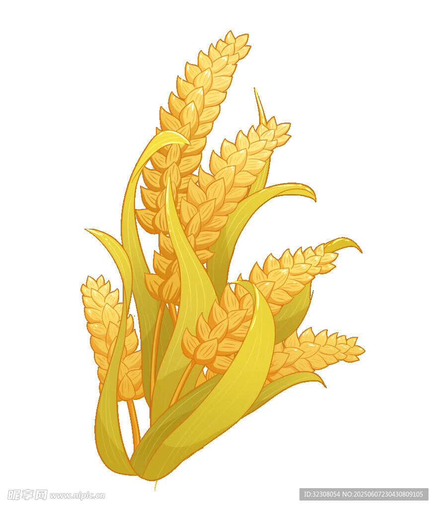 金黄饱满麦穗插画