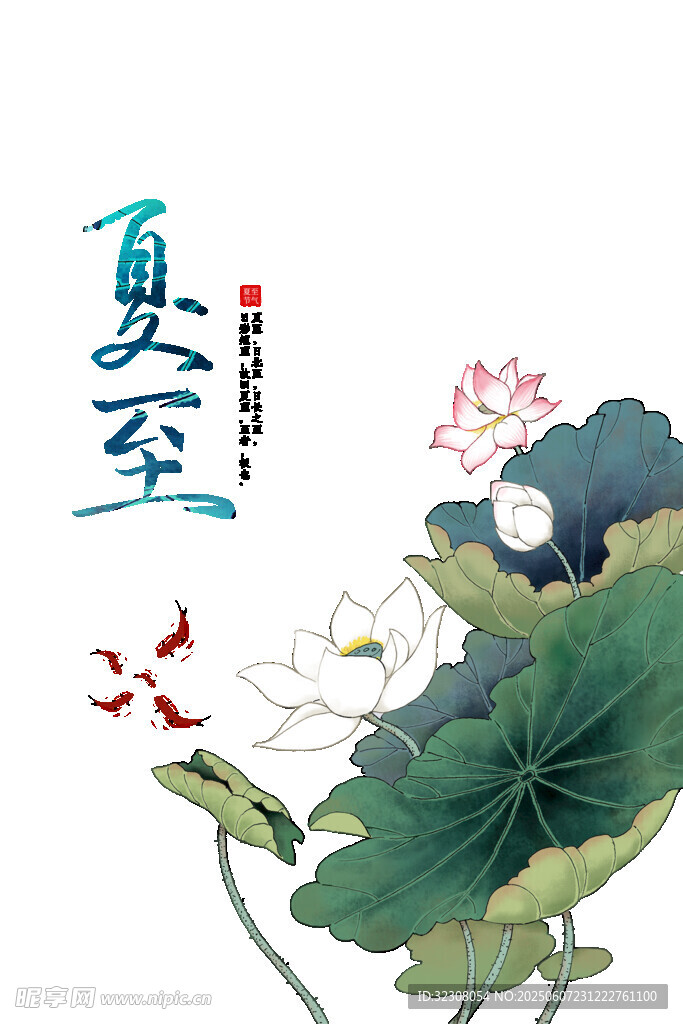 夏至时节荷花绽放图