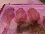新鲜生鸡肉展示