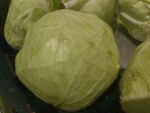 圆白菜