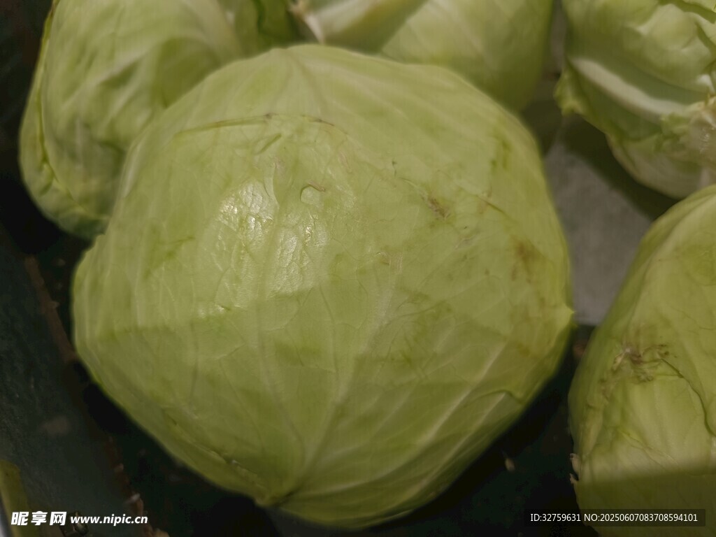 圆白菜