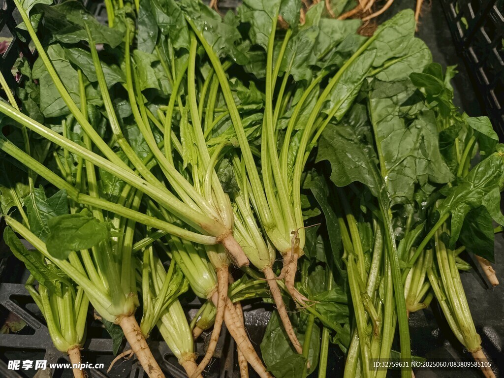 菠菜