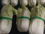 大白菜