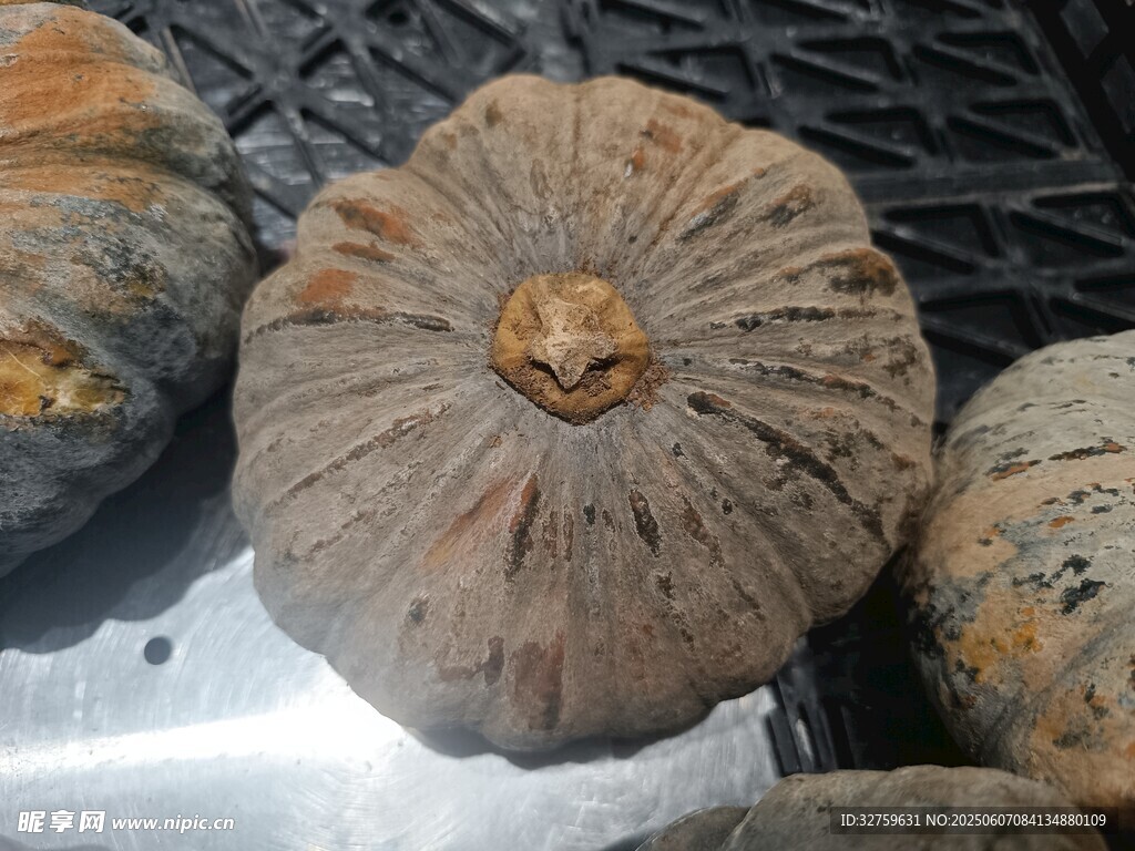 南瓜 