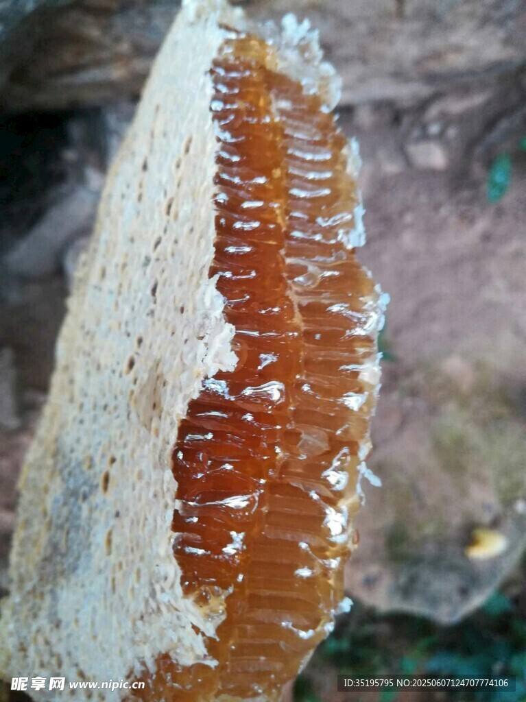 天然蜂巢特写