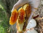 手持蜂巢展示天然蜂产品