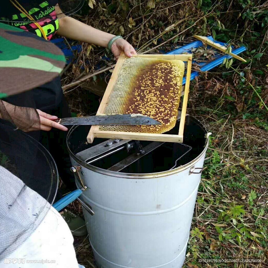 养蜂人检查蜂巢取蜜