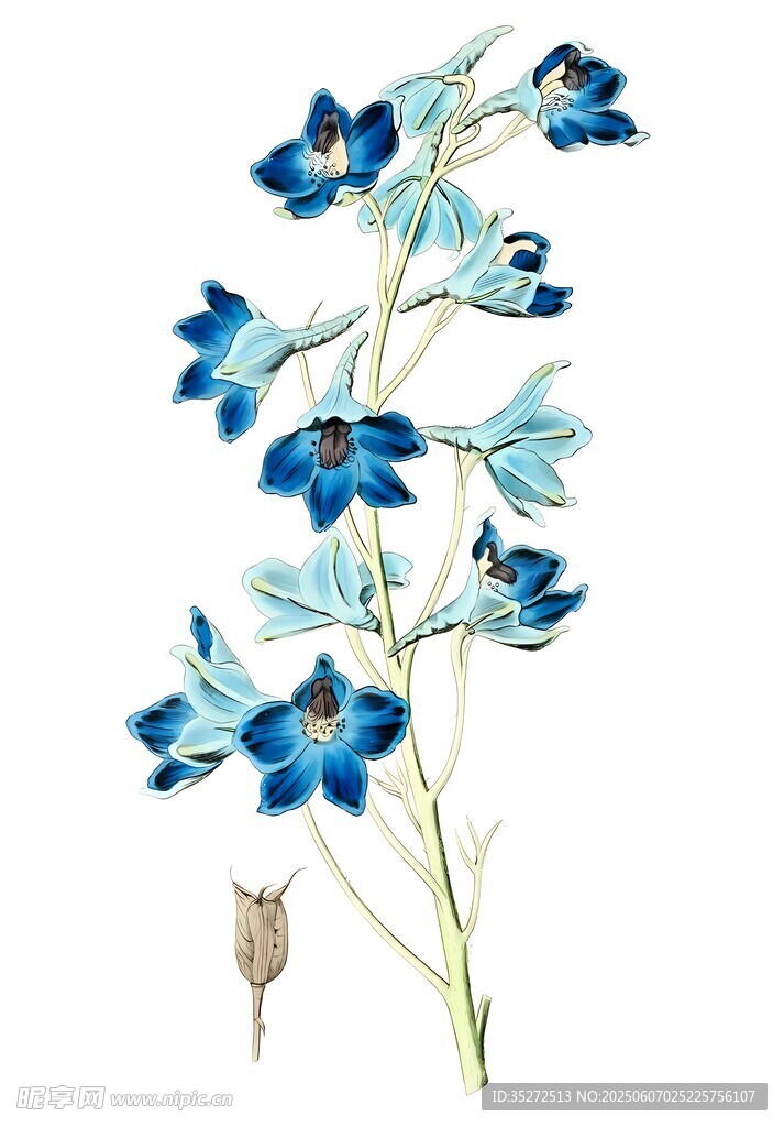 蓝色花卉植物插画