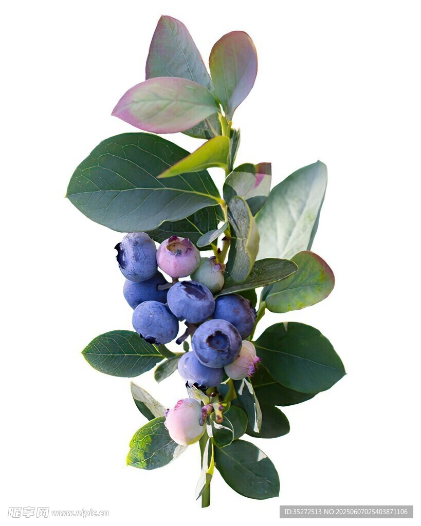 蓝紫色浆果绿叶装饰植物