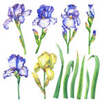 水彩鸢尾花及叶片插画