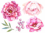 粉色花卉插画素材