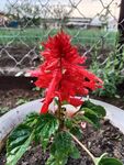 艳丽红花朵绽放于盆中