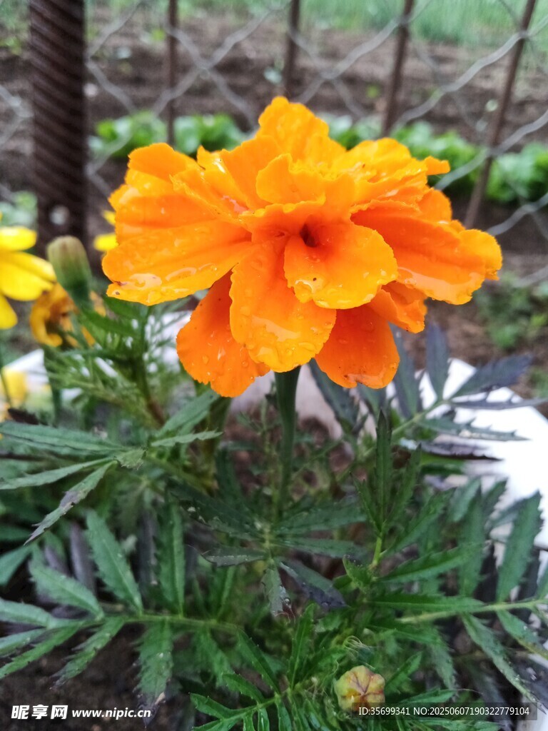 橙色万寿菊绽放