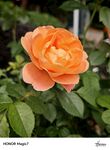 鲜花