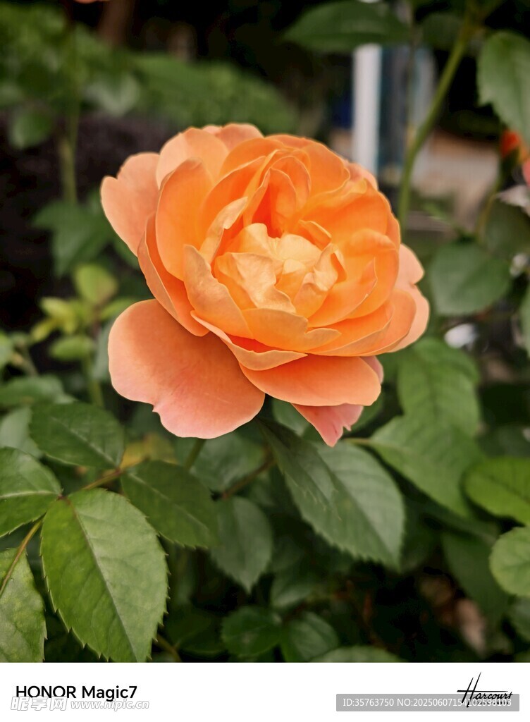 鲜花