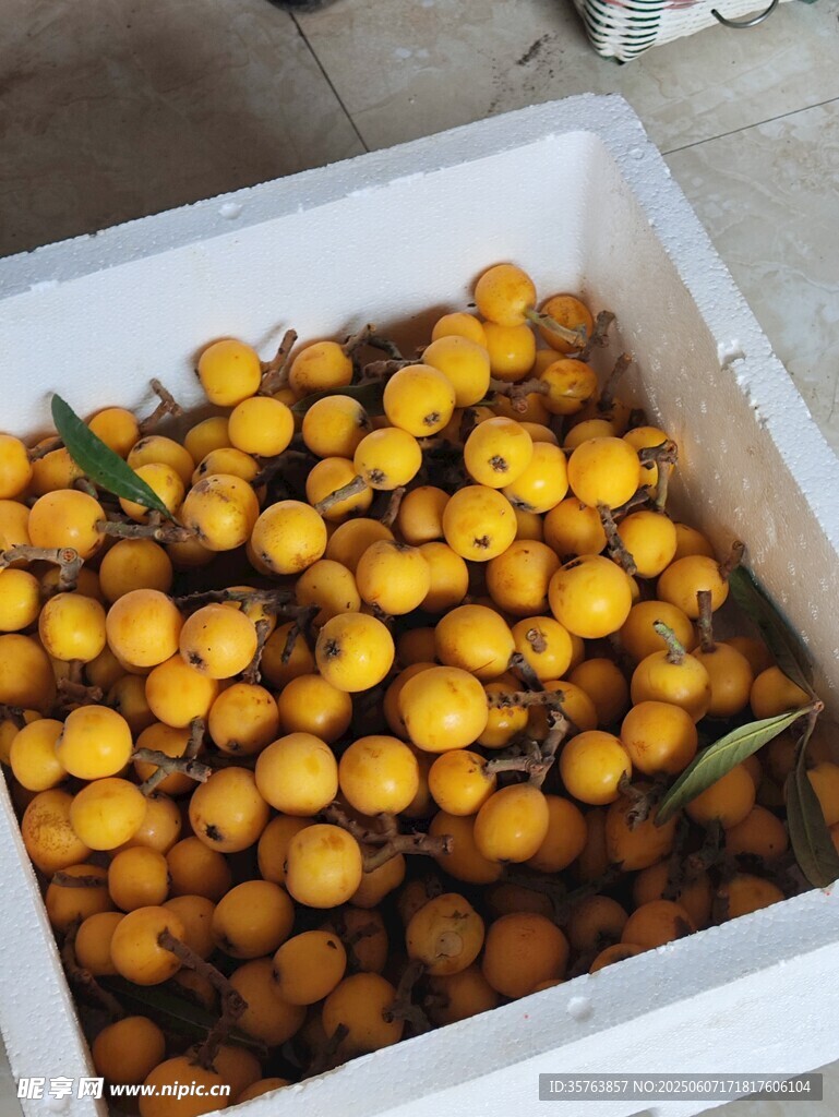 白箱中的饱满枇杷果