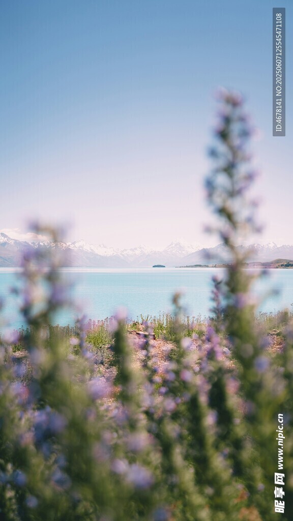 海边烂漫花丛美景