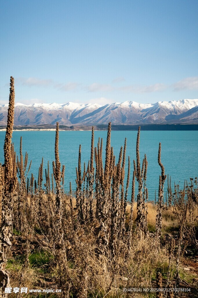 湖畔枯植与远处雪山美景